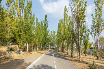 Urban paved bike lane between trees with abundant foliage on a bright day