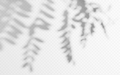 Fototapeta premium Soft shadow overlay of tree leaves on white surface, featuring blurred branch silhouettes with natural light effects and gentle foliage patterns for design project.
