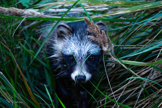 Kleiner Waschb&auml;r am fr&uuml;hen morgen aus seinem verstekt gekrochen kommt. 