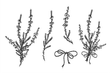 Monochrome vector clip art of flowering heather branches with decorative bow. Blooming plant, decorative tied ribbon set etching drawing for wedding invitation, rustic label, vintage style decor.