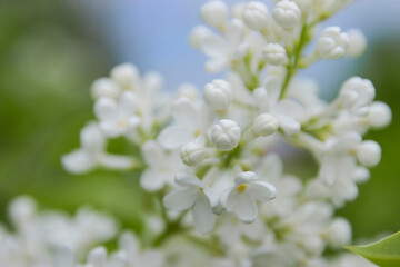 Delicate white lilac flowers blooming in a lush green garden with soft natural light