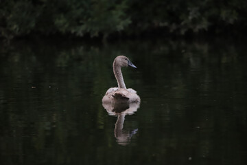 Cygne juv&eacute;nile sur l'eau