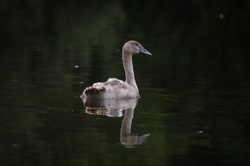 Cygne juvénile sur l'eau