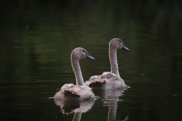 Deux cygnes juv&eacute;nile sur l'eau