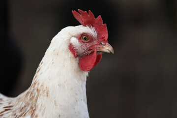 White hen with red comb and wattles standing against a blurred natural background