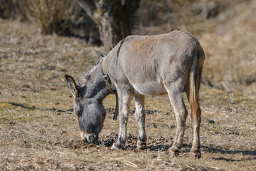 Grey donkey grazing on dry grass in a sunny field with trees in the background