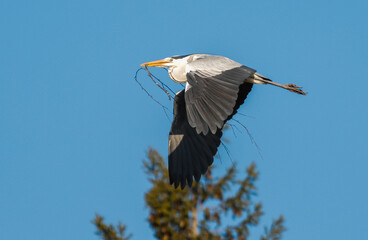 Grey heron in flight carrying twigs for nest building against a clear blue sky