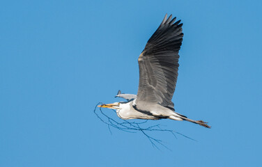 Grey heron in flight carrying a twig against a clear blue sky background