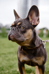 A close-up portrait of a French Bulldog outdoors on a grassy field. The dog wears a leather collar and gazes with curiosity, conveying friendly companionship ideal for pet and lifestyle stock uses.
