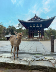 Sika Deer in Front of a Traditional Japanese Temple Gate in Nara, Japan