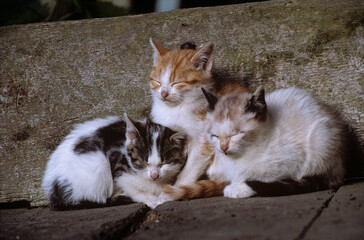 3 chatons qui siestent