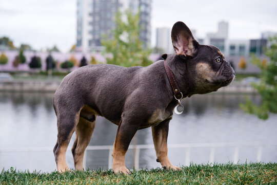 A French bulldog stands alert on green grass beside a calm body of water, with a modern city skyline and buildings in the blurred background.