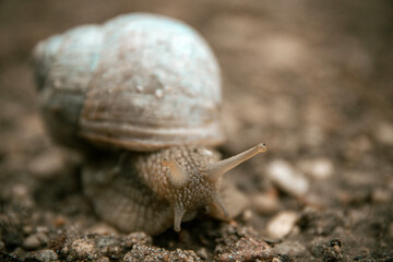 Close-up of a snail crawling on a textured surface with natural earthy tones and details