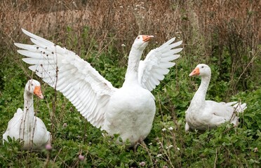 White geese with outstretched wings in a lush green field surrounded by nature