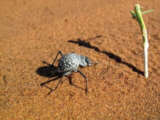 Macro close-up of a Namib Desert beetle on warm sand, illustrating wildlife adaptation in Namibia’s arid landscape.