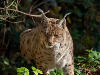 Lynx