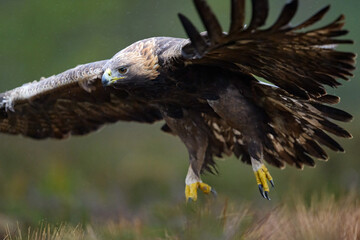 Golden eagle in flight closeup in the rain