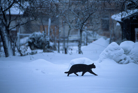 Chat noir dans la neige