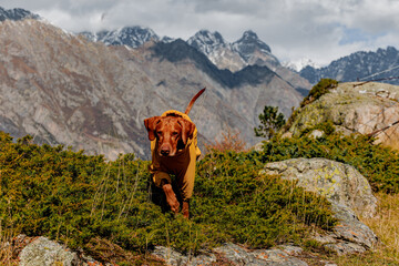 Brown dog wearing a yellow jacket sits on a rock. Snow-capped mountains and greenery are visible in the background.