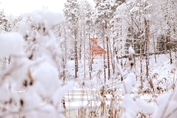Snow-covered landscape featuring a cozy cabin surrounded by tall trees, creating a serene winter atmosphere with natural beauty