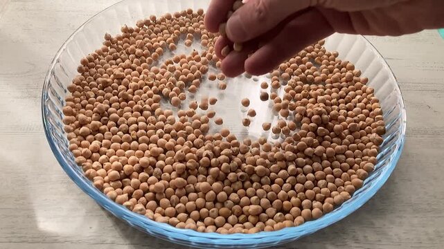 A close-up of a hand sorting and inspecting raw, dry chickpeas (garbanzo beans) in a clear glass dish, a key ingredient for nutritious vegan and vegetarian meals like hummus or falafel - Powered by Adobe