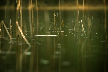 Tranquil water scene with tall grass reflecting sunlight in a serene natural environment