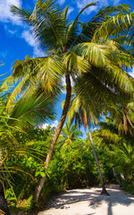 Obraz premium Tropical rainforest with palm trees and white sand in Thoddoo island, Maldives