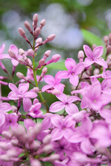 Vibrant purple flowers blooming in a lush garden with soft green foliage surrounding