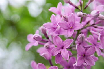 Vibrant purple flowers blooming with soft green background creating a serene atmosphere