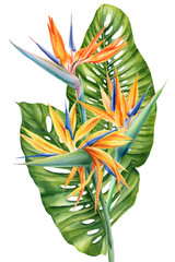 Watercolor bird of paradise flowers with tropical green leaves for exotic floral design and summer botanical decoration