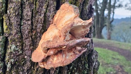 sunrise through a burned out hole in a tree