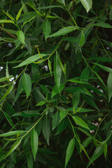 The oblong willow leaves are a rich green color during the summer growth period, close-up.