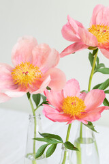 Pink royal peony flowers