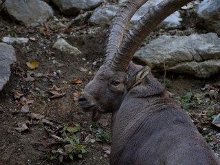Alpine ibex