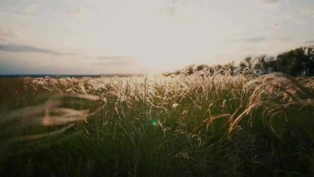 dry grass in the field sways at sunset. ears of grass in a wild field in the park. sunset nature landscape concept. spikelets of grass silhouette landscape lifestyle in nature landscape - Powered by Adobe