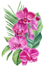 Pink Phalaenopsis Orchid Watercolor Bouquet with Tropical Green Leaves Botanical Floral Illustration
