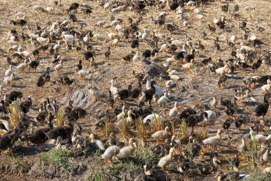 many ducklings at duck farm