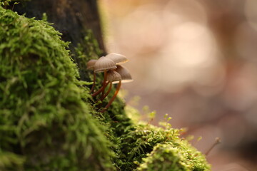 funghi nel bosco