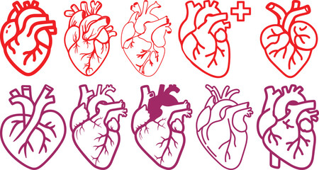 Anatomical heart icon set.Human anatomy internal organ set with brain lung intestine heart kidney liver and stomatch.Healthy Cardiovascular Organ Symbol Collection on White Background and red.