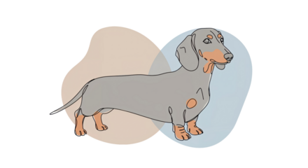 Dachshund standing proudly in a playful, colorful background highlighting its unique shape and expression