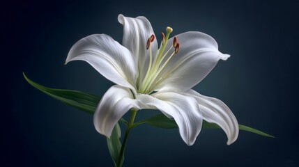 Fototapeta premium Single white lily close up