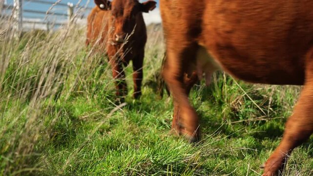 Close up of a red cow grazing on pasture in a field on a farm with the sun setting below	

