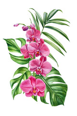 Pink Orchid Watercolor Illustration with Palm Leaves and Tropical Green Monstera isolated, Exotic plant for summer design
