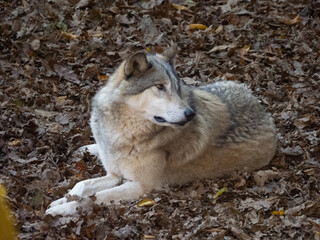 Grey wolf