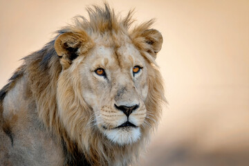 Fototapeta premium Majestic male lion s intense gaze amidst the golden african savannah