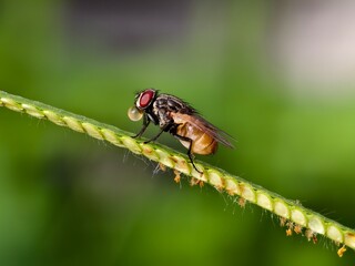 Musca domestica on a grass stem with a blurred background