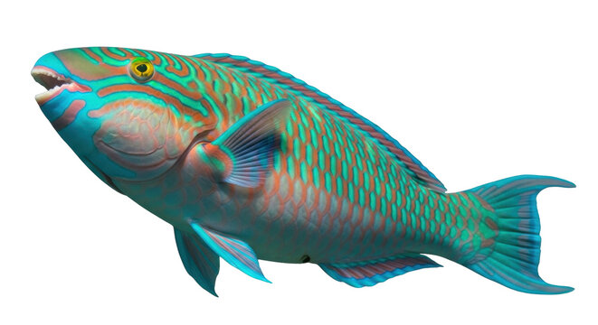 Isolated Parrotfish with beautiful pattern and colors, tropical fish in blue and orange tones