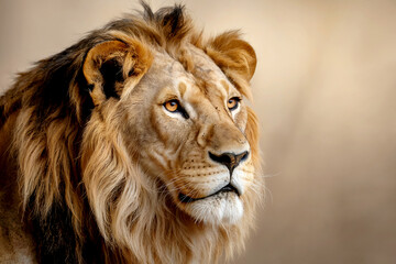 Fototapeta premium Majestic male lion with golden mane gazes intently into the distance on a blurred background