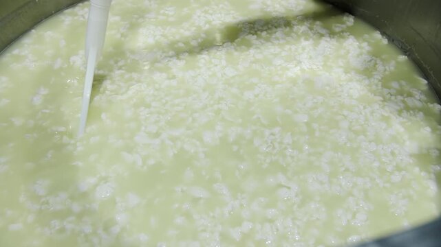 Curd Stirring Process in Dairy Production Close Up