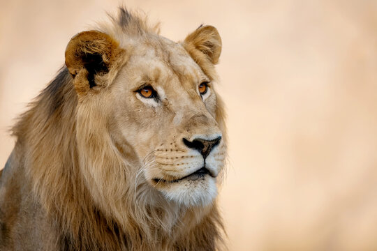Majestic male lion s intense gaze captured in a close up portrait against a soft background